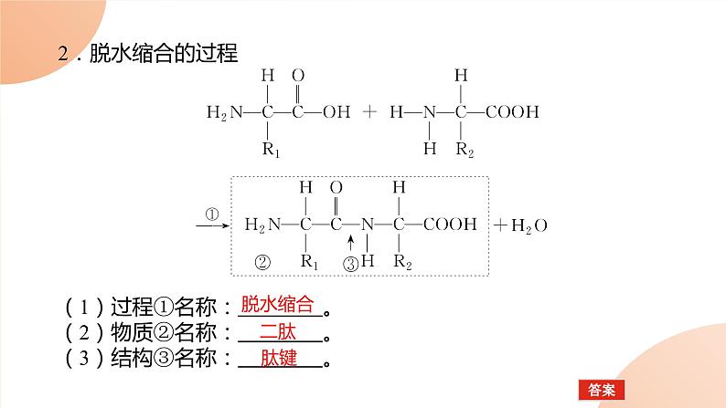 2024学年人教版生物必修一同步课件 2.4第8页