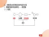 2024学年人教版生物必修一同步课件 2.5