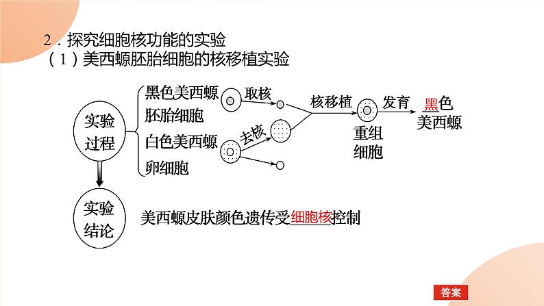 2024学年人教版生物必修一同步课件 3.3第3页