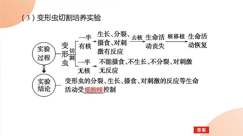 2024学年人教版生物必修一同步课件 3.3第5页