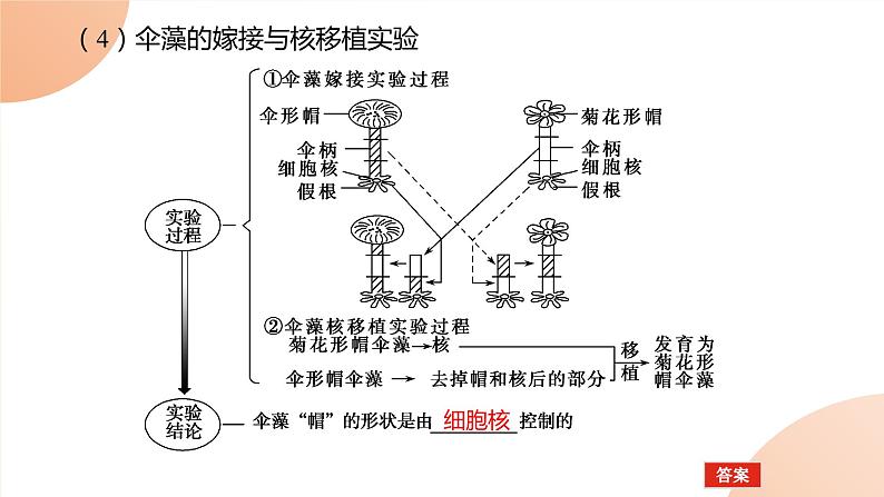 2024学年人教版生物必修一同步课件 3.3第6页