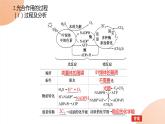 2024学年人教版生物必修一同步课件 5.4.2