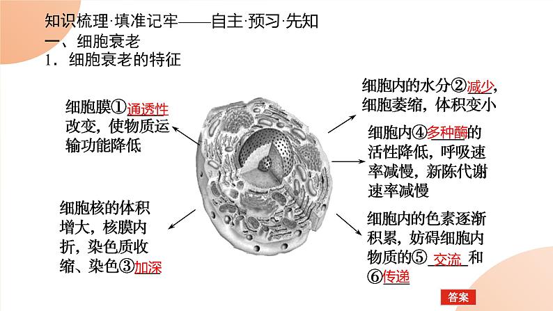 2024学年人教版生物必修一同步课件 6.3第2页