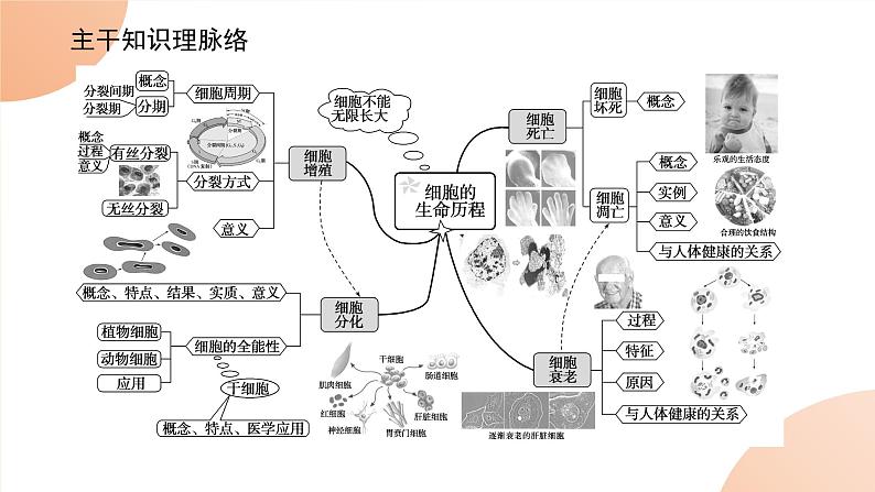 2024学年人教版生物必修一同步课件 专项培优五练习题第2页