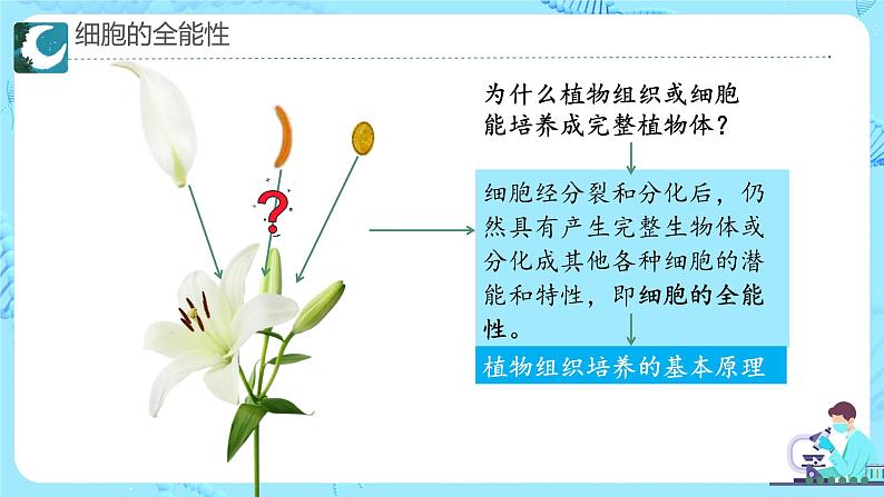 人教版（2019）高中生物学  选择性必修三  生物技术与工程     2.1植物细胞工程的应用（3课时）课件05