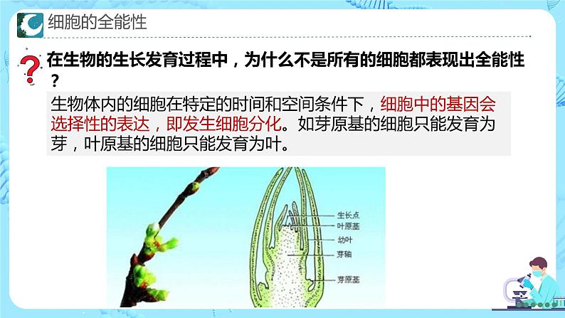 人教版（2019）高中生物学  选择性必修三  生物技术与工程     2.1植物细胞工程的应用（3课时）课件06