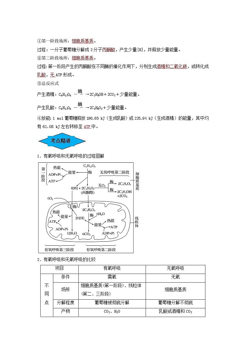 专题08 细胞呼吸（串讲）（解析版）第2页
