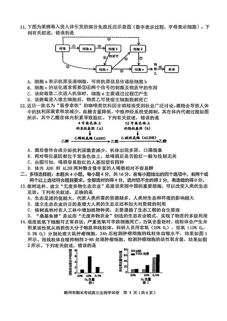 江西省赣州市2023-2024学年高三上学期期末考试生物试题03