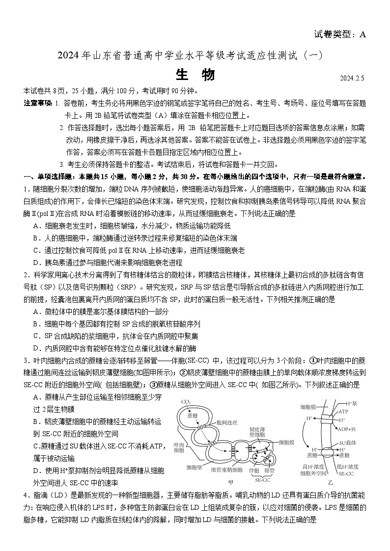 2024年山东省普通高中学业水平等级考试适应性测试（一）生物试题+01