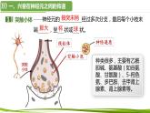 2.3 兴奋在神经元之间的传递和滥用兴奋剂、吸食毒品的危害（第2课时）（课件）-2024-2025学年高二生物同步精品课件+分层练习（人教版选择性必修1）