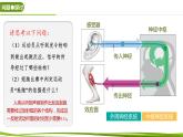 2.3 兴奋在神经纤维上的传导（第1课时）（课件）-2024-2025学年高二生物同步精品课件+分层练习（人教版选择性必修1）