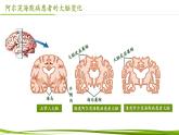 2.5 人脑的高级功能（课件）-2024-2025学年高二生物同步精品课件+分层练习（人教版选择性必修1）