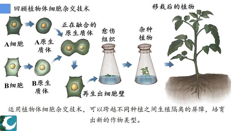 人教版（2019）高中生物  选择性必修三  2.2.1动物细胞培养（1课时）课件02