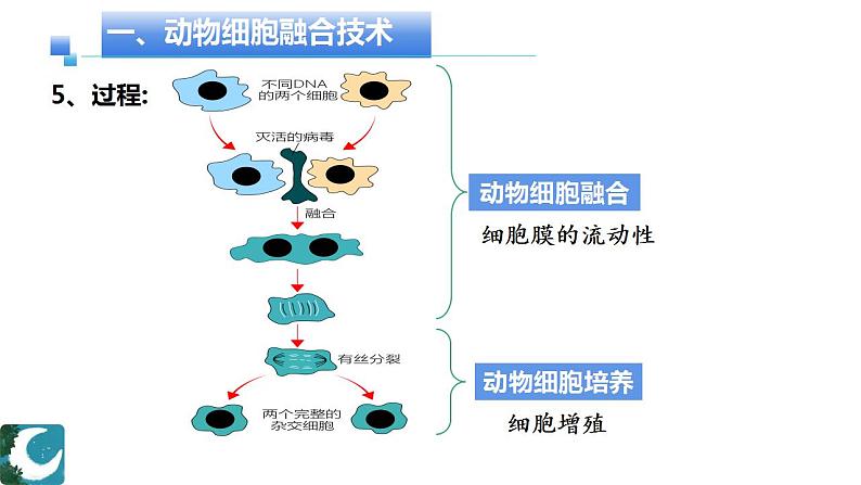 人教版（2019）高中生物  选择性必修三  2.2.1动物细胞培养（1课时）课件05