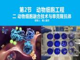 人教版（2019）高中生物學(xué)  選擇性必修三  生物技術(shù)與工程     2.2.2動物細胞融合及單克隆抗體（1課時）課件