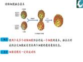 人教版（2019）高中生物學(xué)  選擇性必修三  生物技術(shù)與工程     2.2.2動物細胞融合及單克隆抗體（1課時）課件