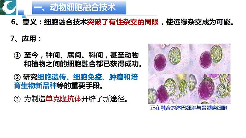 人教版（2019）高中生物学  选择性必修三  生物技术与工程     2.2.2动物细胞融合及单克隆抗体（1课时）课件08