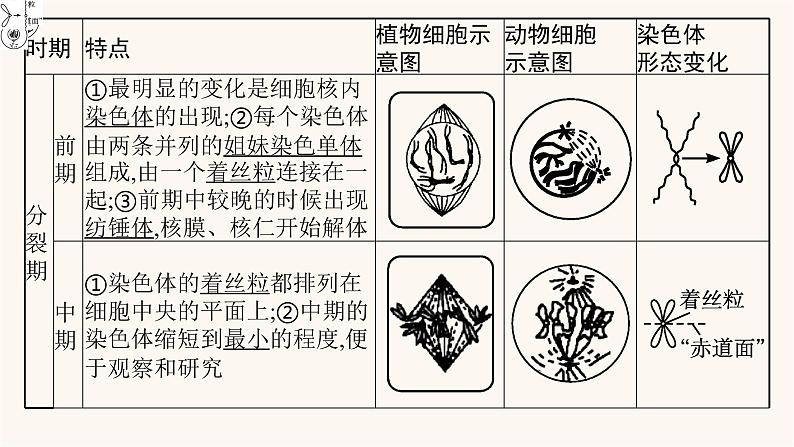 高中生物学考复习专题突破6细胞的增殖课件第7页