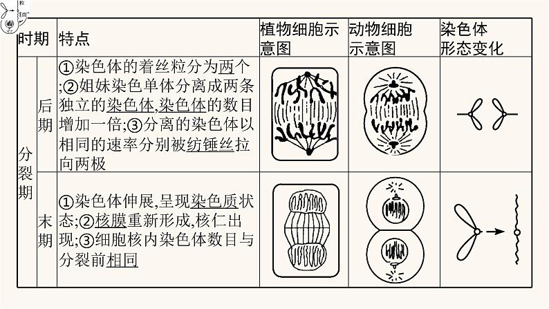 高中生物学考复习专题突破6细胞的增殖课件第8页