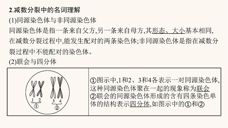 高中生物学考复习专题突破7减数分裂课件07