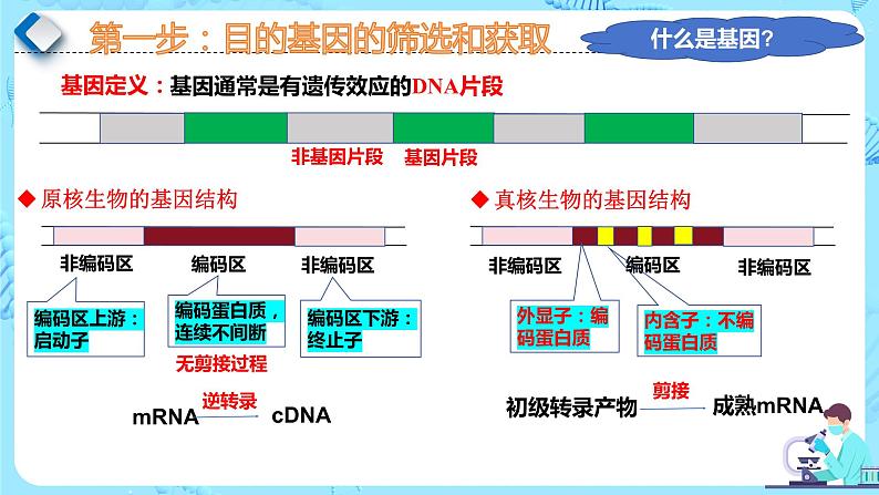 人教版）（2019）高中生物学  选择性必修三  生物技术与工程  3.2.1基因工程的步骤-目的基因的获取（第1课时）课件07