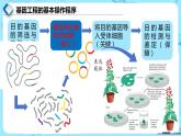 人教版）（2019）高中生物学  选择性必修三  生物技术与工程  3.2.2基因工程的步骤-构建基因表达载体（第2课时）课件