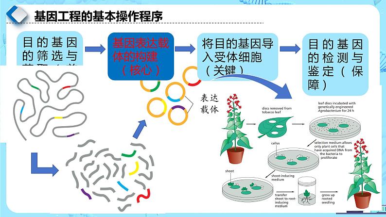 人教版）（2019）高中生物学  选择性必修三  生物技术与工程  3.2.2基因工程的步骤-构建基因表达载体（第2课时）课件02