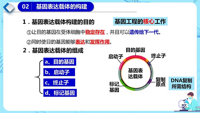 人教版）（2019）高中生物学  选择性必修三  生物技术与工程  3.2.2基因工程的步骤-构建基因表达载体（第2课时）课件03