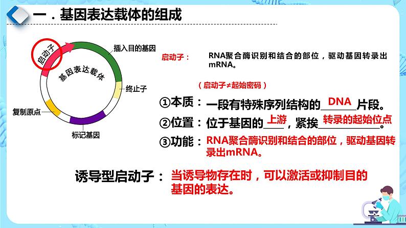 人教版）（2019）高中生物学  选择性必修三  生物技术与工程  3.2.2基因工程的步骤-构建基因表达载体（第2课时）课件04