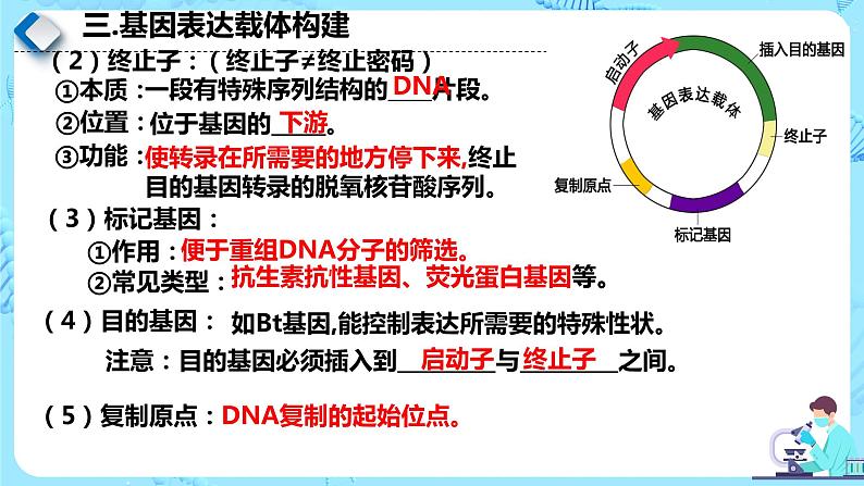 人教版）（2019）高中生物学  选择性必修三  生物技术与工程  3.2.2基因工程的步骤-构建基因表达载体（第2课时）课件05