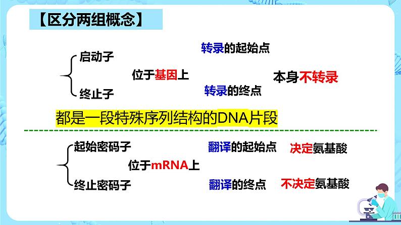 人教版）（2019）高中生物学  选择性必修三  生物技术与工程  3.2.2基因工程的步骤-构建基因表达载体（第2课时）课件06