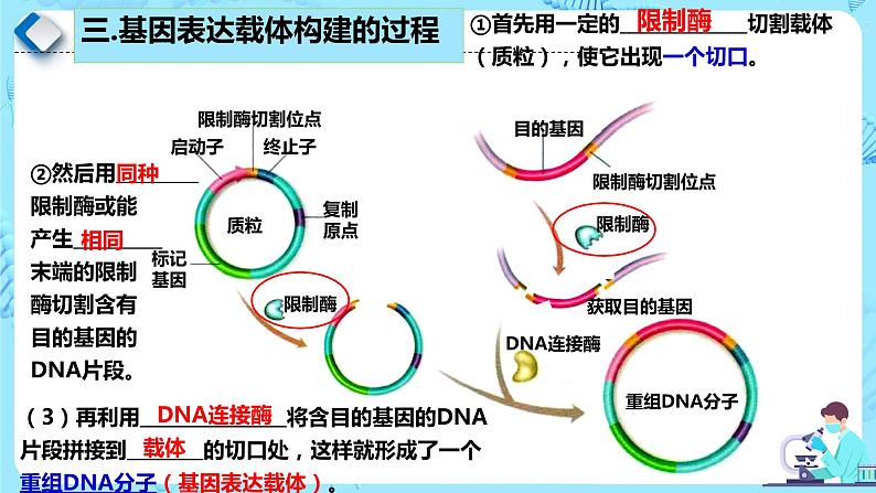 人教版）（2019）高中生物学  选择性必修三  生物技术与工程  3.2.2基因工程的步骤-构建基因表达载体（第2课时）课件07