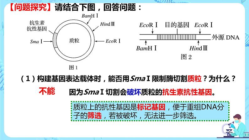 人教版）（2019）高中生物学  选择性必修三  生物技术与工程  3.2.2基因工程的步骤-构建基因表达载体（第2课时）课件08