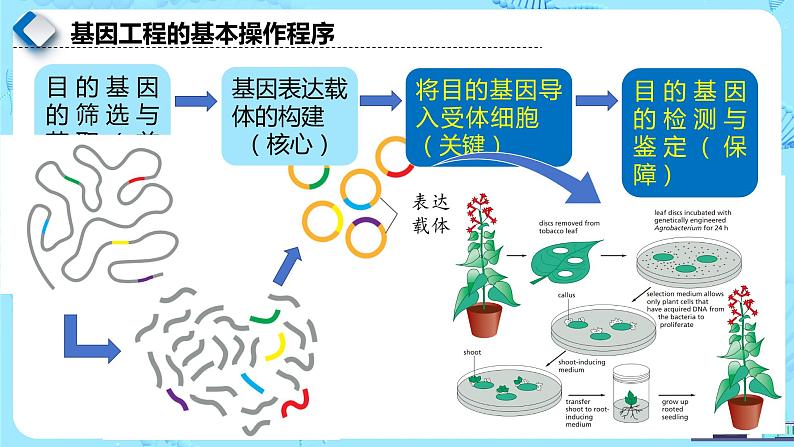 人教版）（2019）高中生物学  选择性必修三  生物技术与工程  3.2.3基因工程的步骤-目的基因的导入及检测（第3课时）课件02