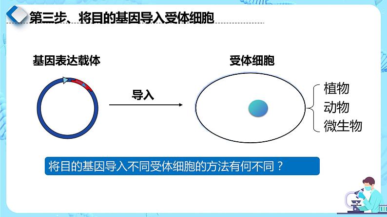 人教版）（2019）高中生物学  选择性必修三  生物技术与工程  3.2.3基因工程的步骤-目的基因的导入及检测（第3课时）课件03