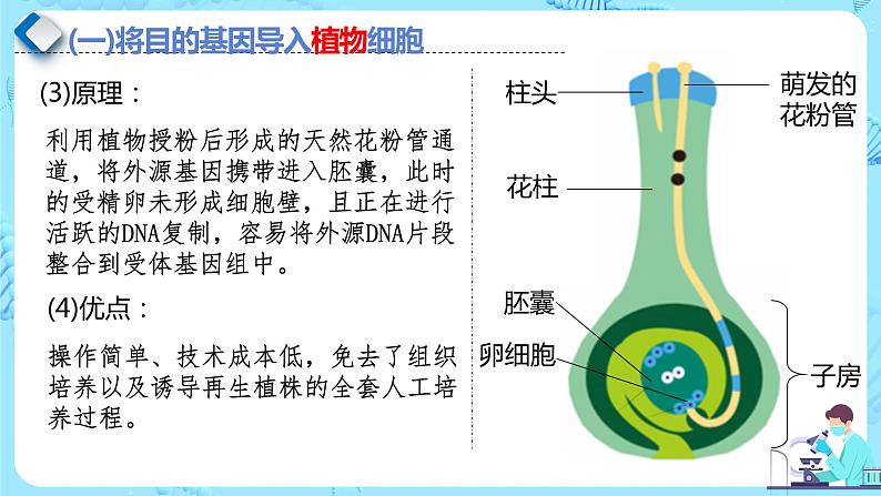 人教版）（2019）高中生物学  选择性必修三  生物技术与工程  3.2.3基因工程的步骤-目的基因的导入及检测（第3课时）课件06