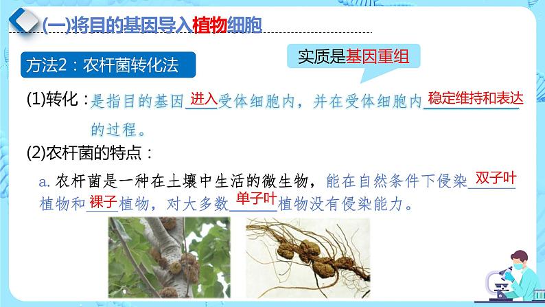 人教版）（2019）高中生物学  选择性必修三  生物技术与工程  3.2.3基因工程的步骤-目的基因的导入及检测（第3课时）课件07