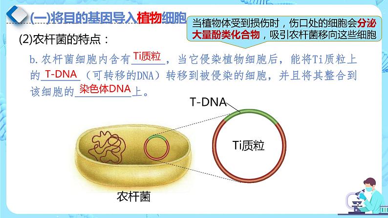 人教版）（2019）高中生物学  选择性必修三  生物技术与工程  3.2.3基因工程的步骤-目的基因的导入及检测（第3课时）课件08