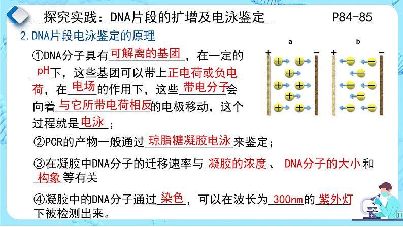 人教版）（2019）高中生物学  选择性必修三  生物技术与工程  3.2.4基因工程的步骤-DNA片段的扩增及电泳鉴定（第4课时）课件03