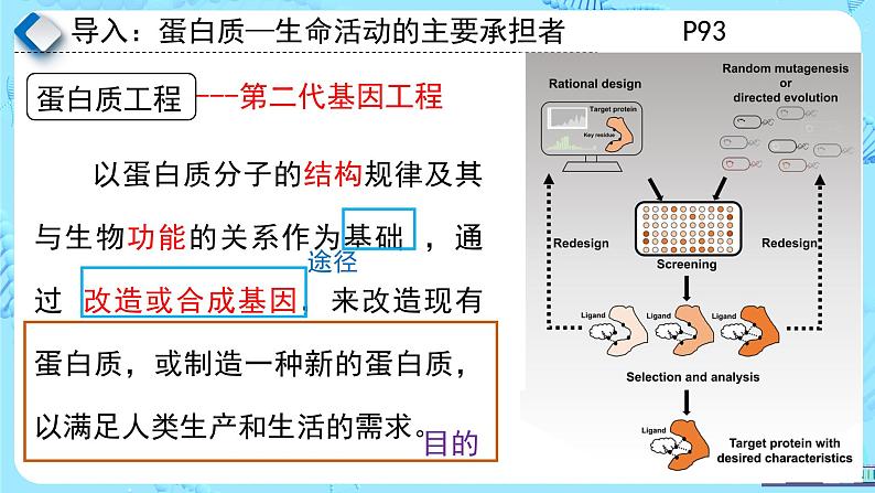 人教版）（2019）高中生物学  选择性必修三  生物技术与工程  3.4蛋白质工程的原理和应用（1课时）课件07