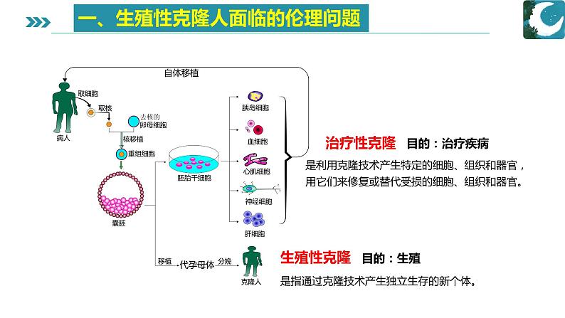 人教版）（2019）高中生物学  选择性必修三  生物技术与工程  4.1转基因产品的安全性( 1课时）课件03