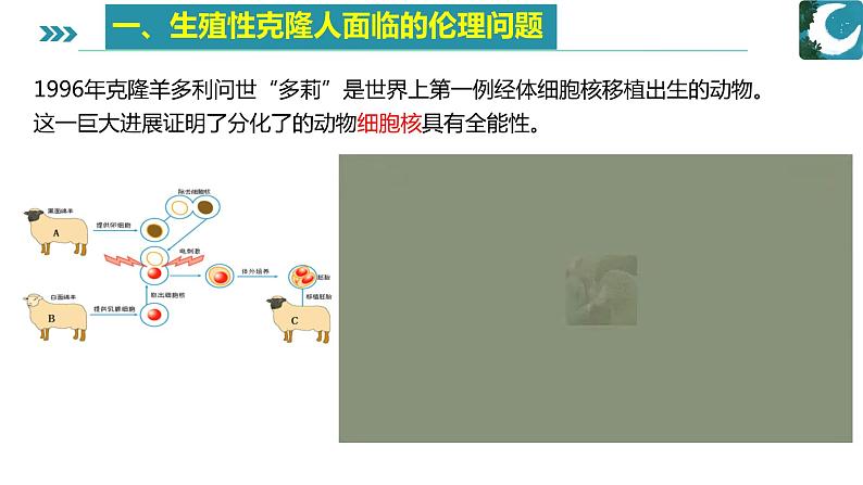 人教版）（2019）高中生物学  选择性必修三  生物技术与工程  4.1转基因产品的安全性( 1课时）课件04