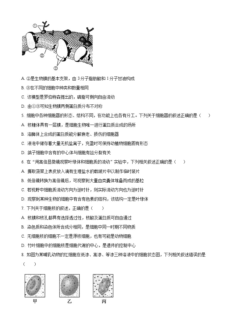 2024安徽省皖北六校高一上学期期末联考试题生物含解析02