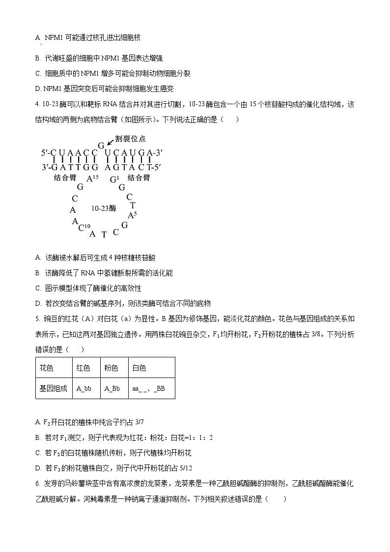 2024届福建省十一校高三1月期末联考生物试题（原卷版）第2页
