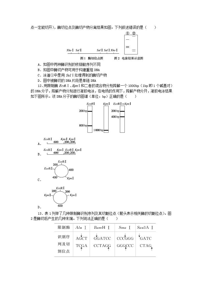 新教材2023版高中生物课后分层检测案12重组DNA技术的基本工具新人教版选择性必修303