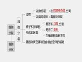 第一篇　主题一　专题(二)　命题点1　有丝分裂和减数分裂 2024年高考生物二轮复习课件+讲义