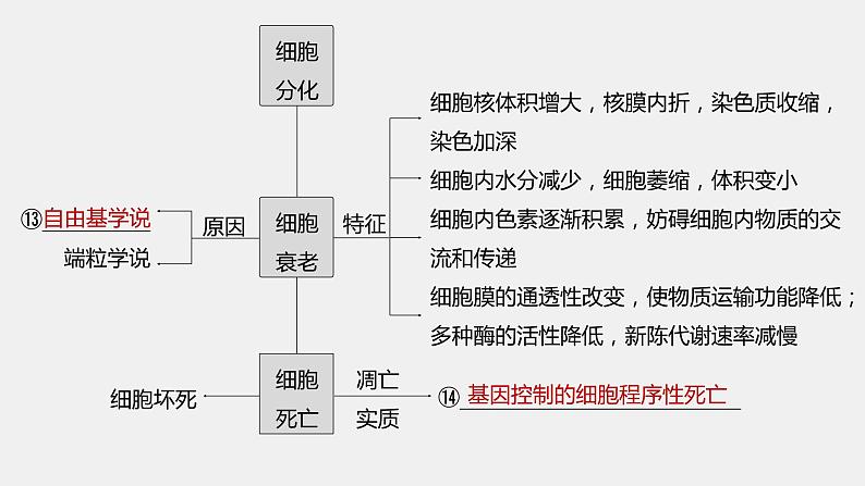 第一篇　主题一　专题(二)　命题点1　有丝分裂和减数分裂第6页