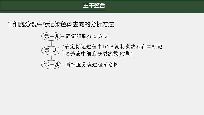 第一篇　主题一　专题(二)　命题点2　细胞增殖与遗传、变异的关系第4页