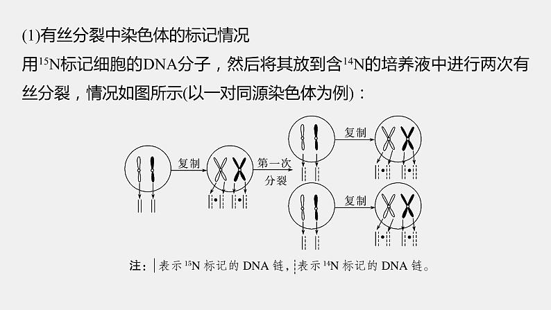 第一篇　主题一　专题(二)　命题点2　细胞增殖与遗传、变异的关系第5页