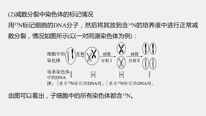 第一篇　主题一　专题(二)　命题点2　细胞增殖与遗传、变异的关系第7页